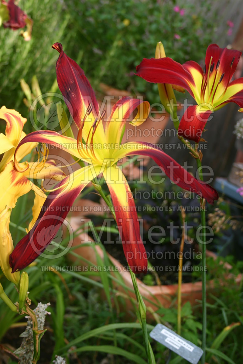 Hemerocallis Kirsten Madeline Burkey (Daylily) 1