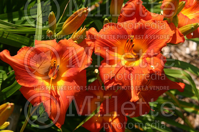 Hemerocallis Lacquered Urn (Daylily) 1 