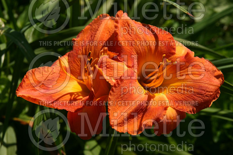 Hemerocallis Lacquered Urn (Daylily) 2 