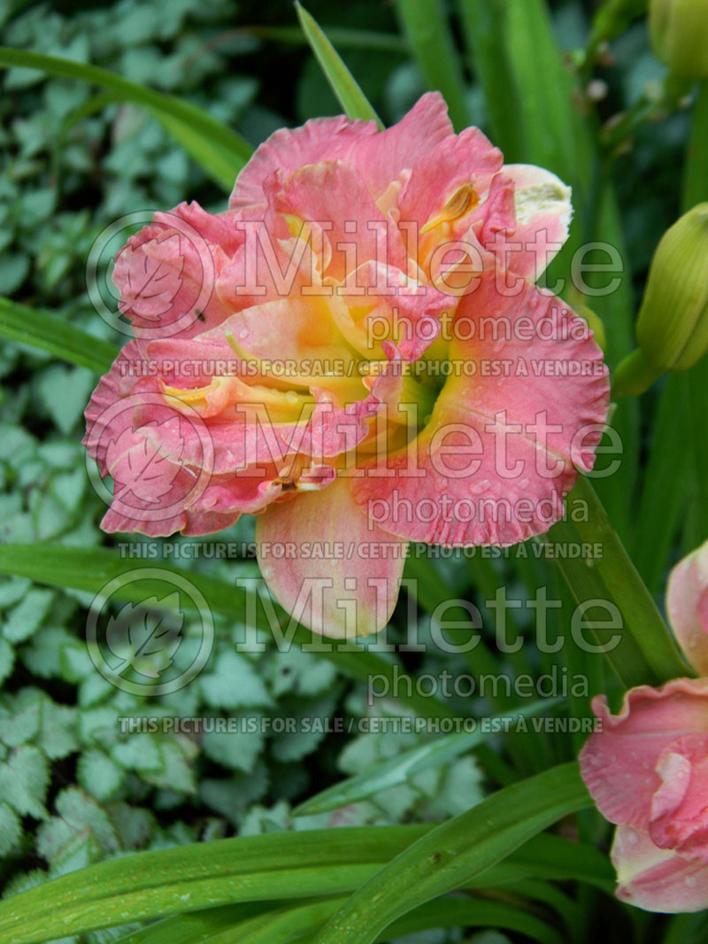 Hemerocallis Lacy Doily (Daylily) 1 