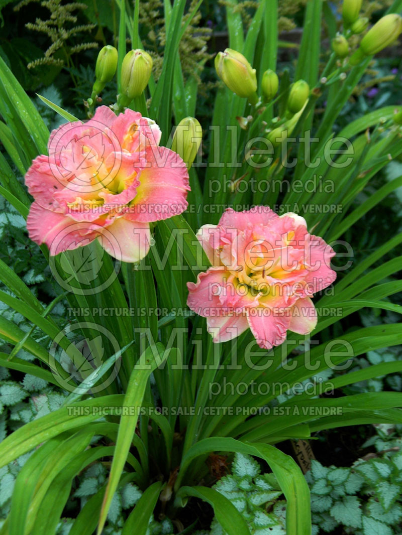 Hemerocallis Lacy Doily (Daylily) 2 