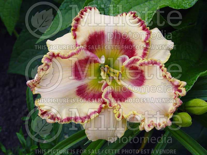 Hemerocallis Lady Betty Fretz (Daylily) 1