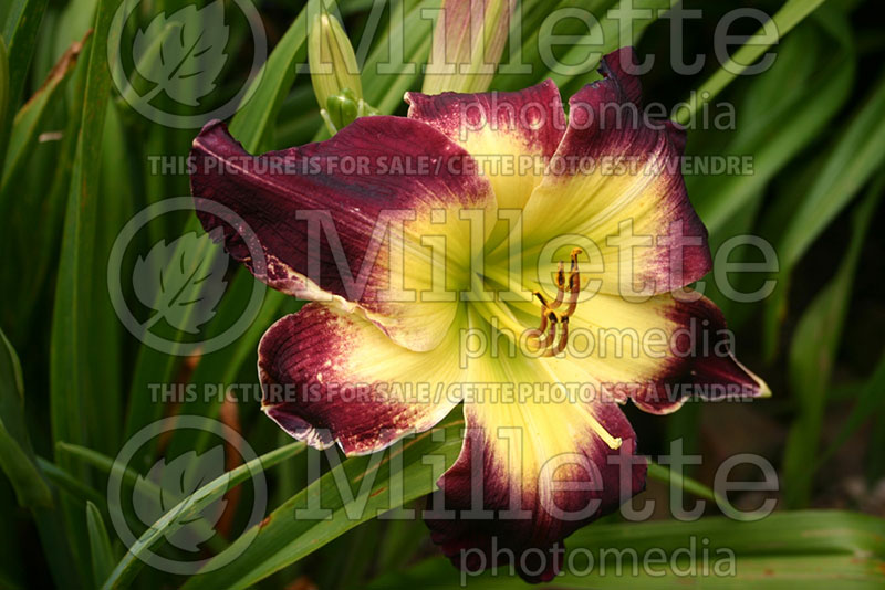 Hemerocallis Laura Harwood (Daylily) 1