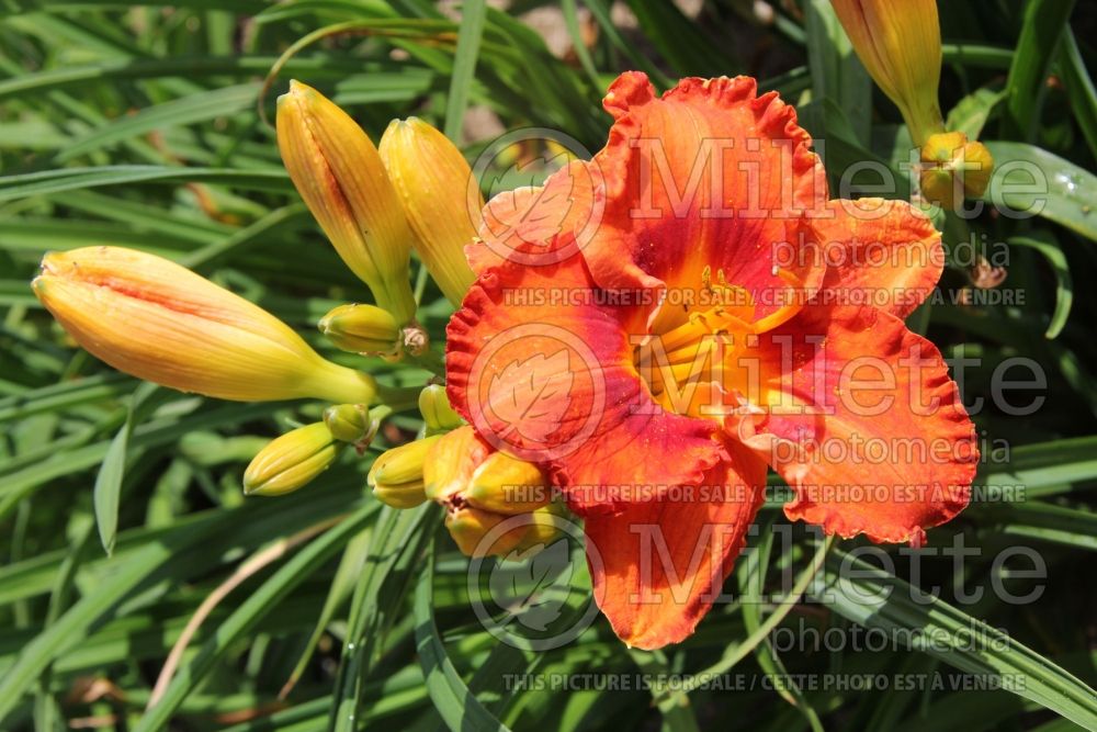 Hemerocallis Lava Flow (Daylily) 1