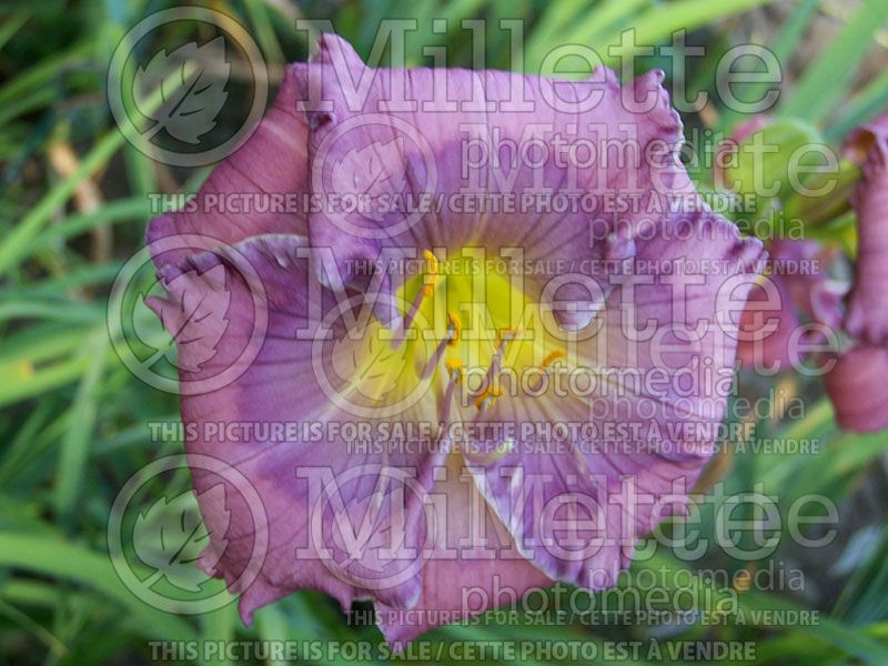 Hemerocallis Lavender Blue Baby (Daylily) 1