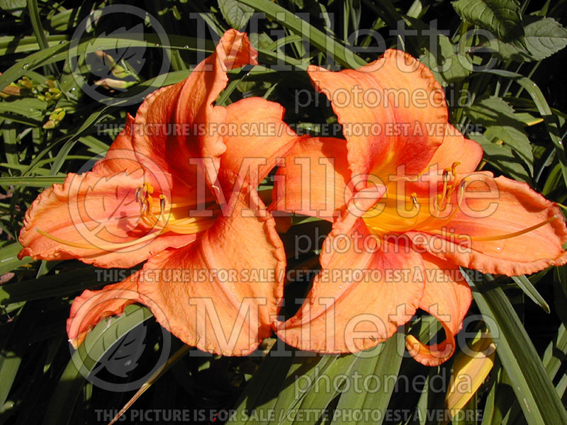 Hemerocallis Leebea Orange Crush (Daylily) 2 