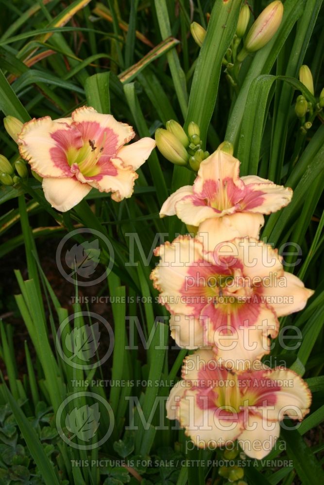 Hemerocallis Light of the World (Daylily) 2