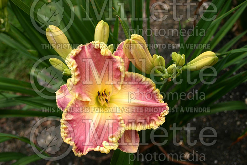 Hemerocallis Light Years Away (Daylily) 1  