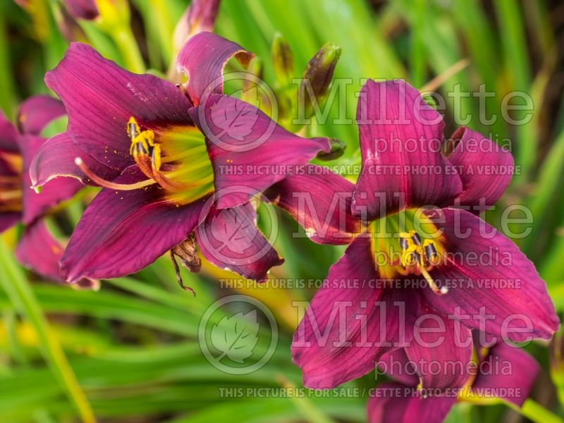 Hemerocallis Little Dandy (Daylily) 1 