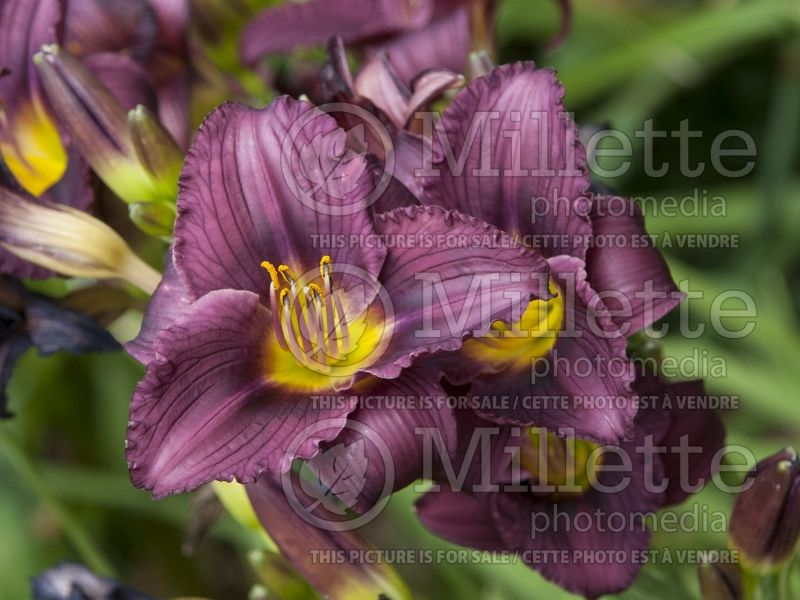 Hemerocallis Little Grapette (Daylily) 3 