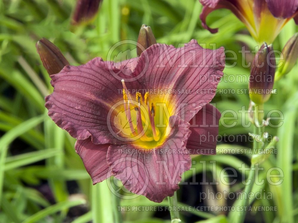 Hemerocallis Little Grapette (Daylily) 4 