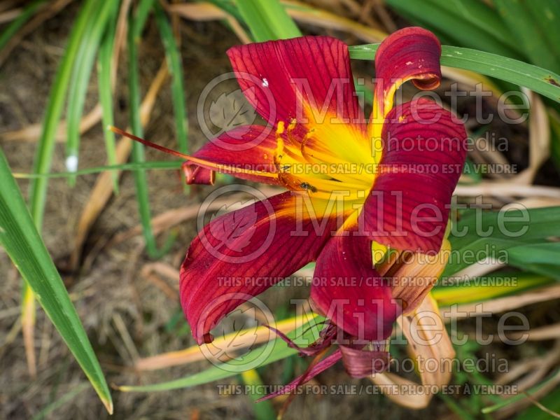 Hemerocallis Little Tyke (Daylily) 1