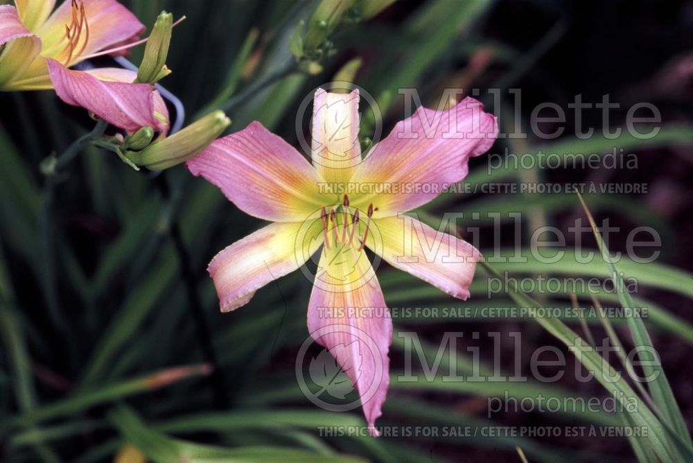 Hemerocallis Long John Silver (Daylily) 1 