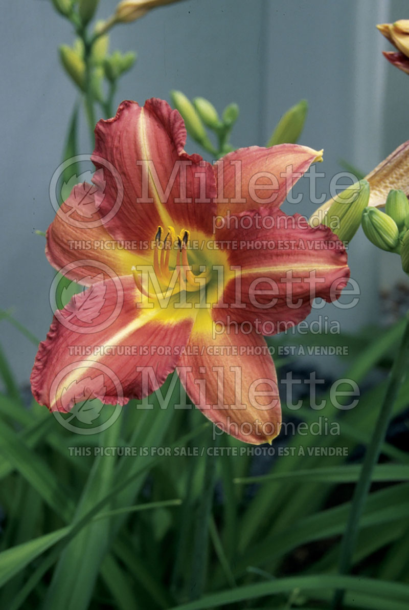 Hemerocallis Louise Mercer  (Daylily) 1 