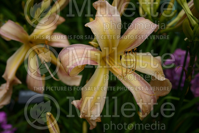 Hemerocallis Lovely Pink Lady (Daylily) 1