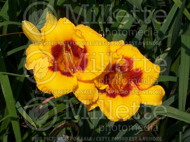 Hemerocallis Love Those Eyes (Daylily) 1