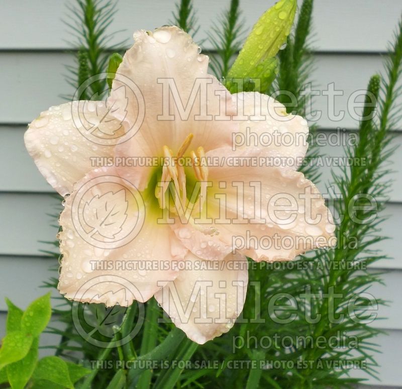 Hemerocallis Lullaby Baby (Daylily) 2