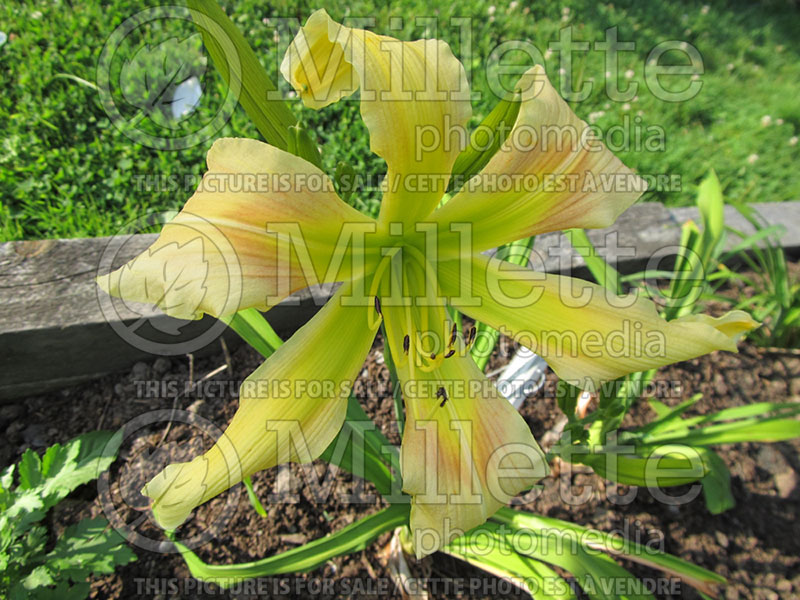 Hemerocallis Magic of Oz (Daylily) 1  