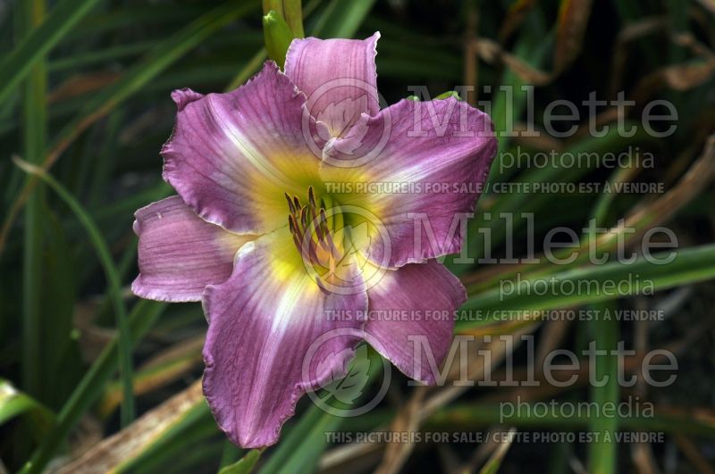 Hemerocallis Majestic Hue (Daylily) 1