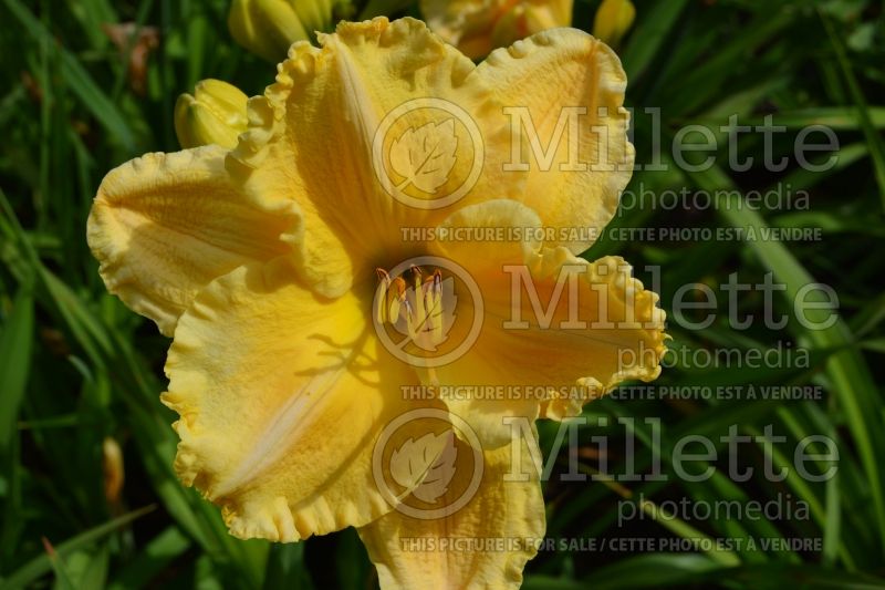 Hemerocallis Majestic Move (Daylily) 1