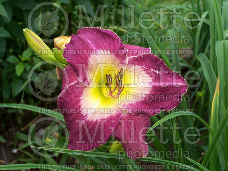 Hemerocallis Malaysian Monarch (Daylily) 1