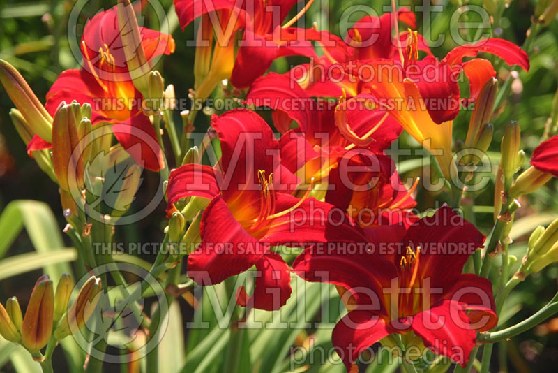 Hemerocallis Mallard (Daylily) 2 