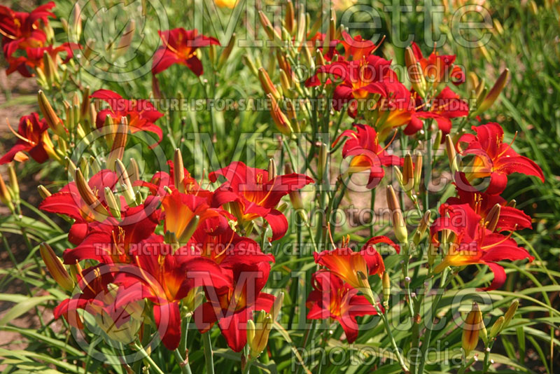 Hemerocallis Mallard (Daylily) 3 