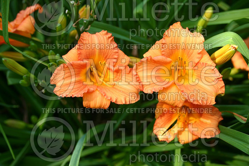 Hemerocallis Mambo Maid (Daylily) 1