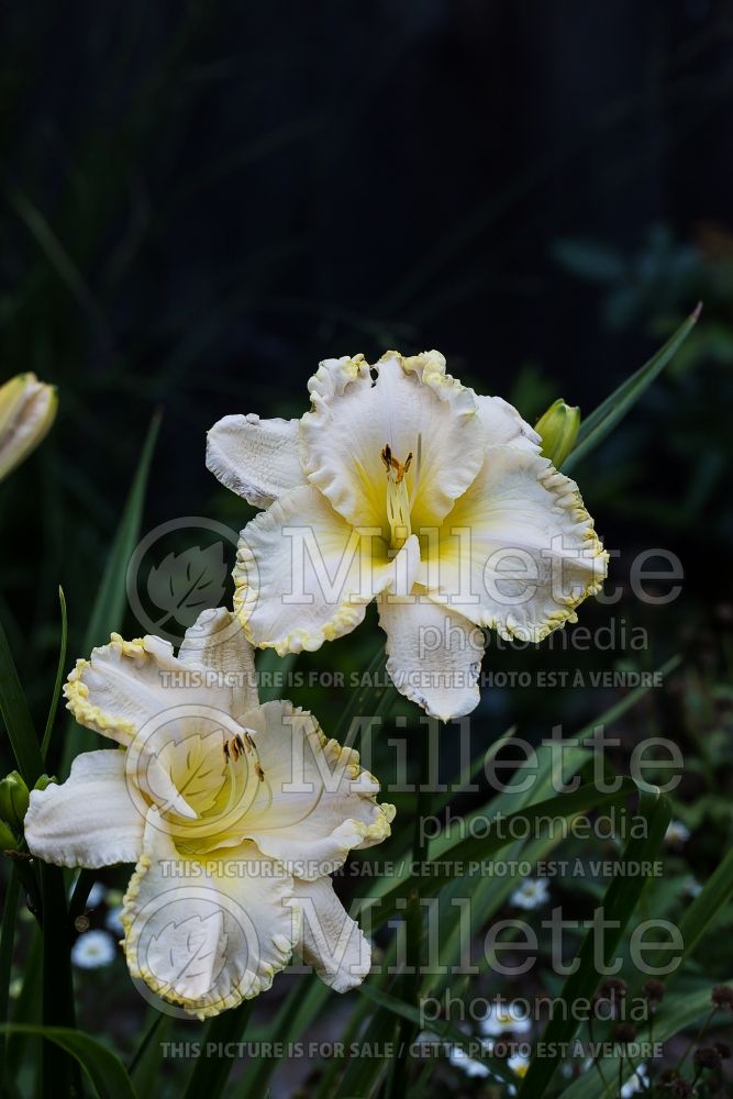 Hemerocallis Marque Moon (Daylily) 3 