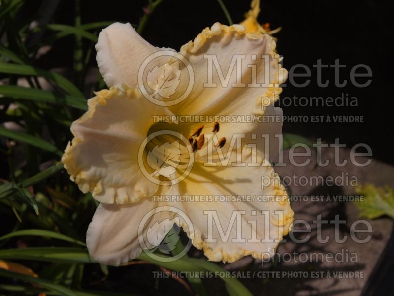 Hemerocallis Marque Moon (Daylily) 6 