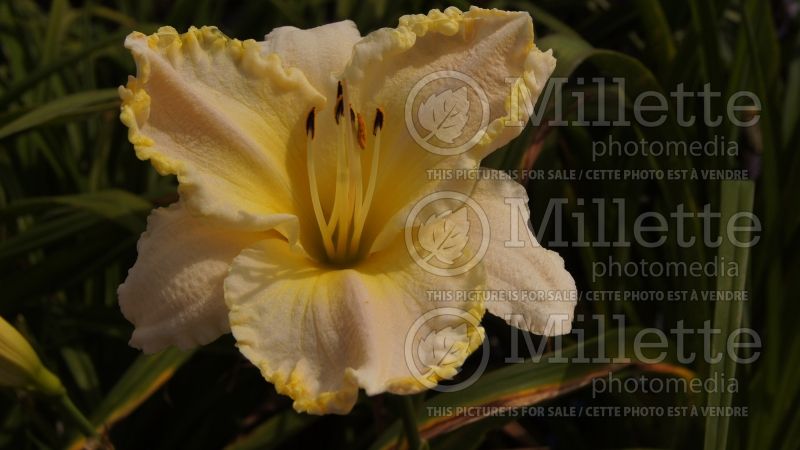 Hemerocallis Marque Moon (Daylily) 5 