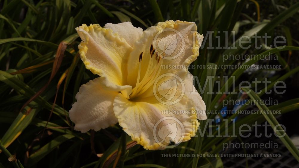 Hemerocallis Marque Moon (Daylily) 4 