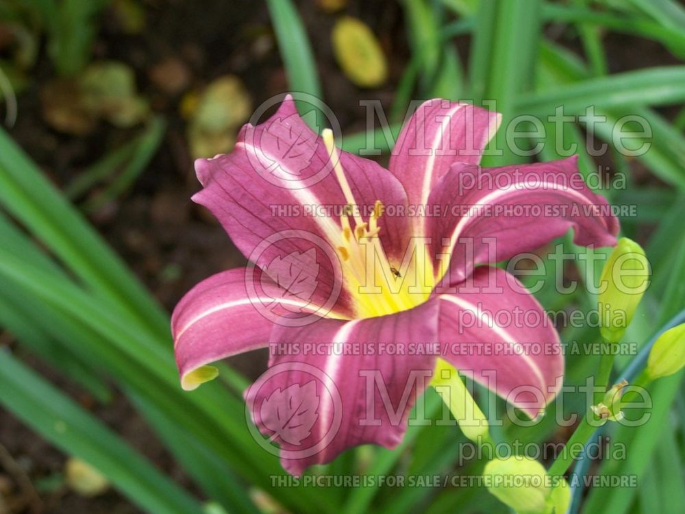 Hemerocallis Mary Reed (Daylily) 6