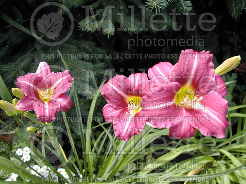 Hemerocallis Mary Reed (Daylily) 1 