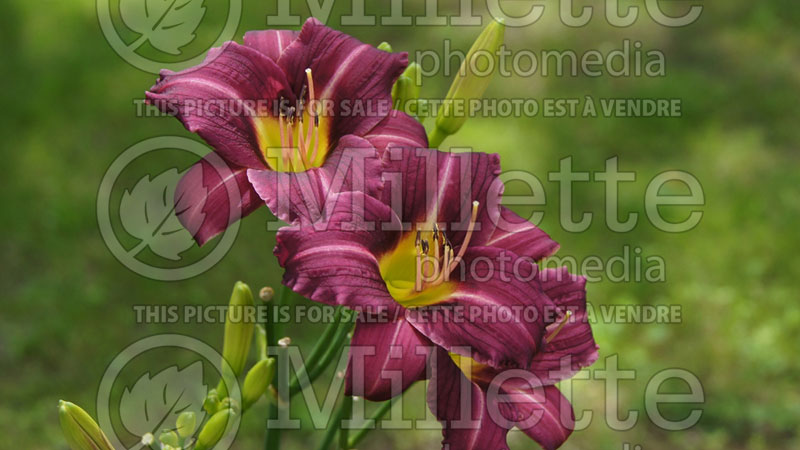 Hemerocallis Mary Reed (Daylily) 3 