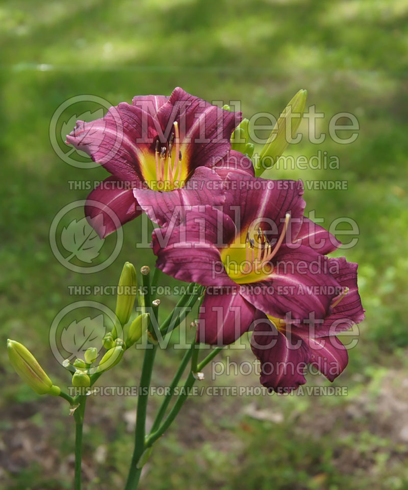 Hemerocallis Mary Reed (Daylily) 4