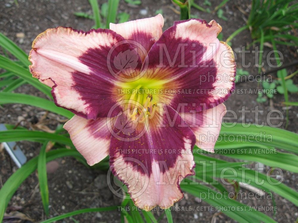 Hemerocallis Mask of Eternity (Daylily) 1  