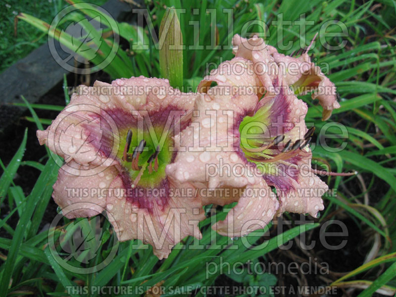 Hemerocallis Maude’s Valentine (Daylily) 1 