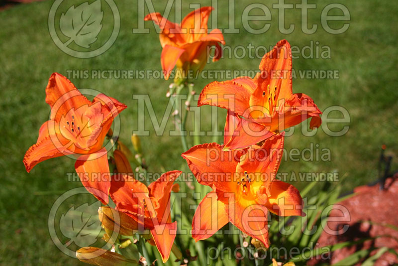 Hemerocallis Mauna Loa (Daylily)  1