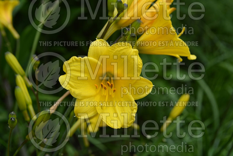 Hemerocallis Mayan Gold (Daylily) 1 