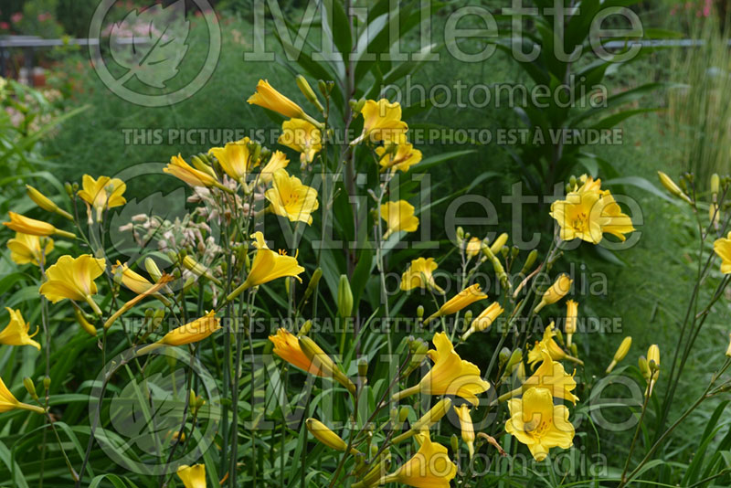 Hemerocallis Mayan Gold (Daylily) 2 