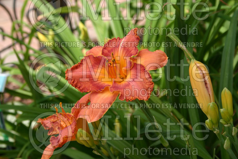 Hemerocallis Mayan Tapestry (Daylily) 1 