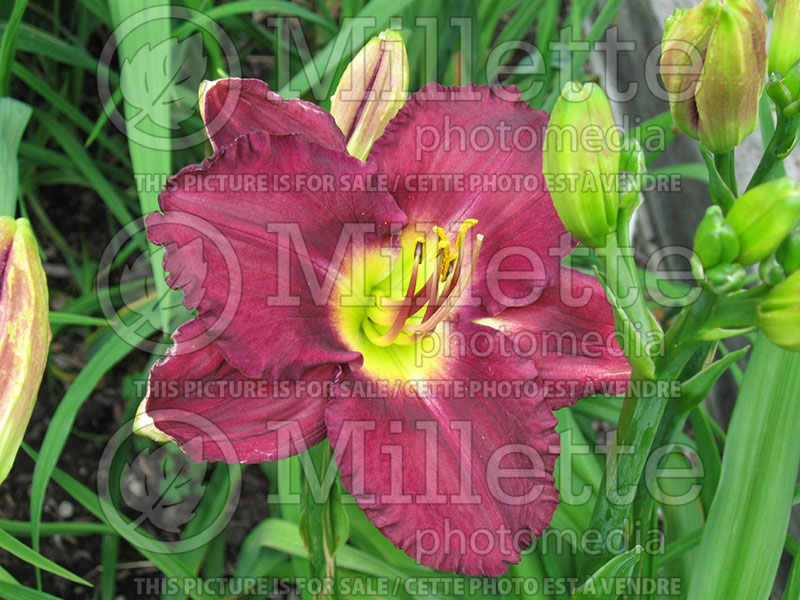 Hemerocallis Mephistopheles (Daylily) 1 