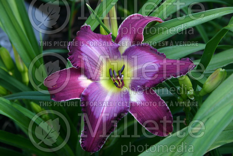 Hemerocallis Michael Bennett (Daylily) 1 