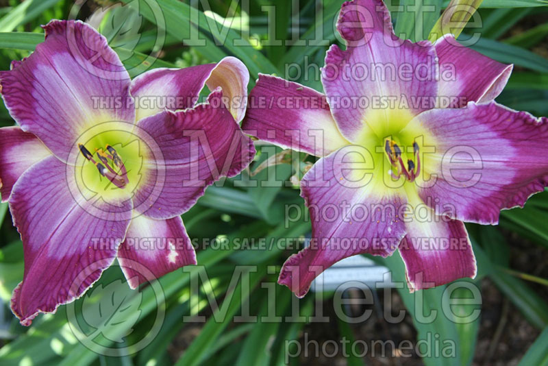 Hemerocallis Michael Bennett (Daylily) 3 