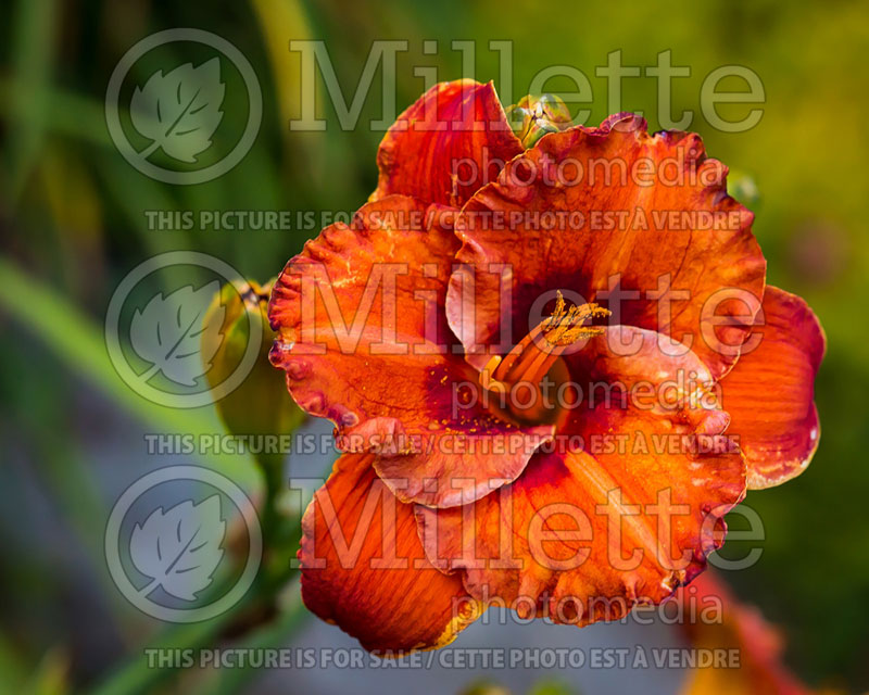 Hemerocallis Mighty Chestnut (Daylily) 3 