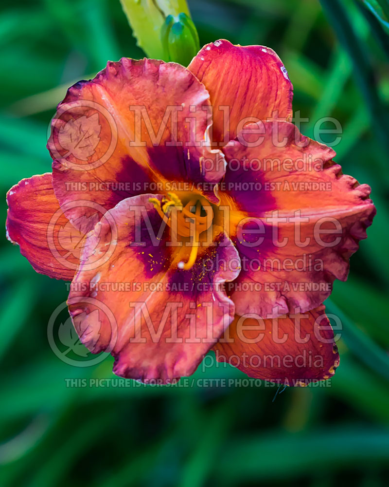 Hemerocallis Mighty Chestnut (Daylily) 2 