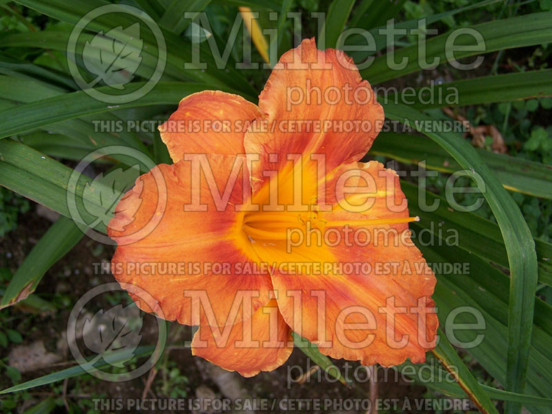 Hemerocallis Milanese Mango (Daylily) 1