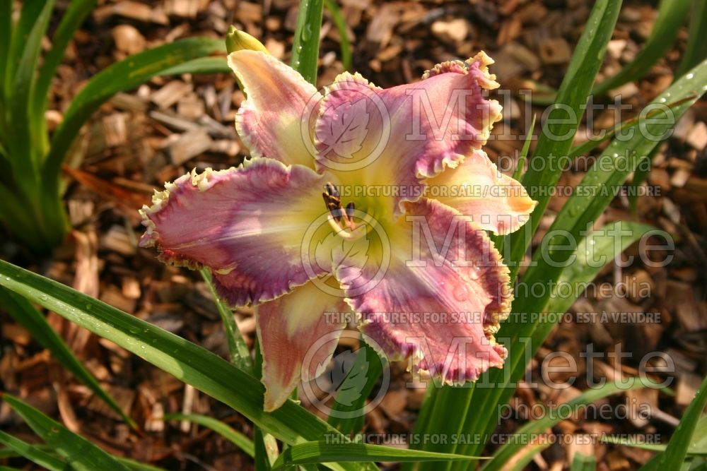 Hemerocallis Mildred Mitchell (Daylily) 1 