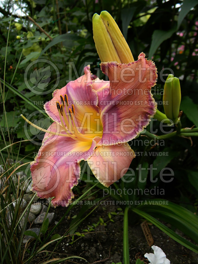 Hemerocallis Mildred Mitchell (Daylily) 2 